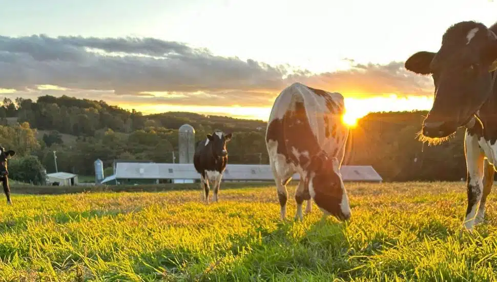 Birchrun Hills Farm