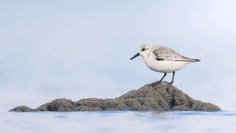 Tyler Smiley picture of small sanderling