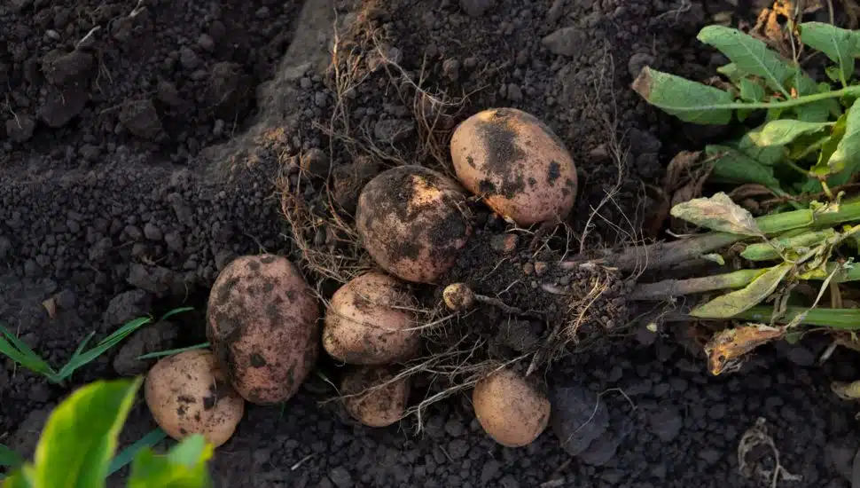 Farmer Who Grows Potatoes for Herr’s in Nottingham Finally Knows What Destroyed Crops in 2016