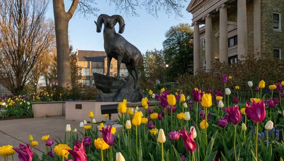 tulips in front of WCU's campus, indicating spring.