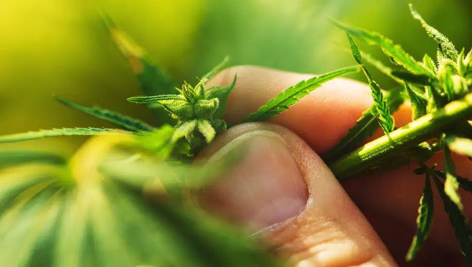 Hemp Farmer