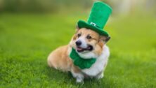 corgi dog puppy in a green leprechaun hat in honor of St. Patrick