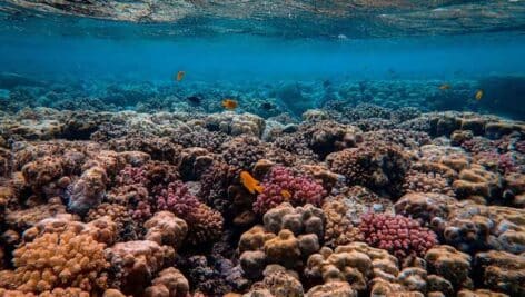 photo of ocean coral reef.