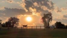 horses at sunset on Chester county farm