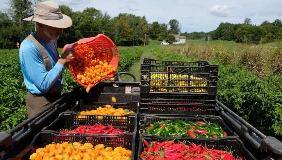 farmer sorting fresh produce in a wagon.