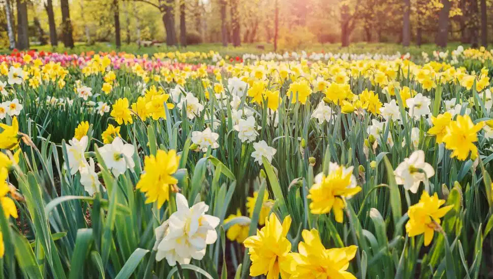 Field of yellow and white double daffodils