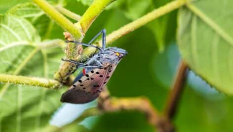 spotted lanternfly on plant