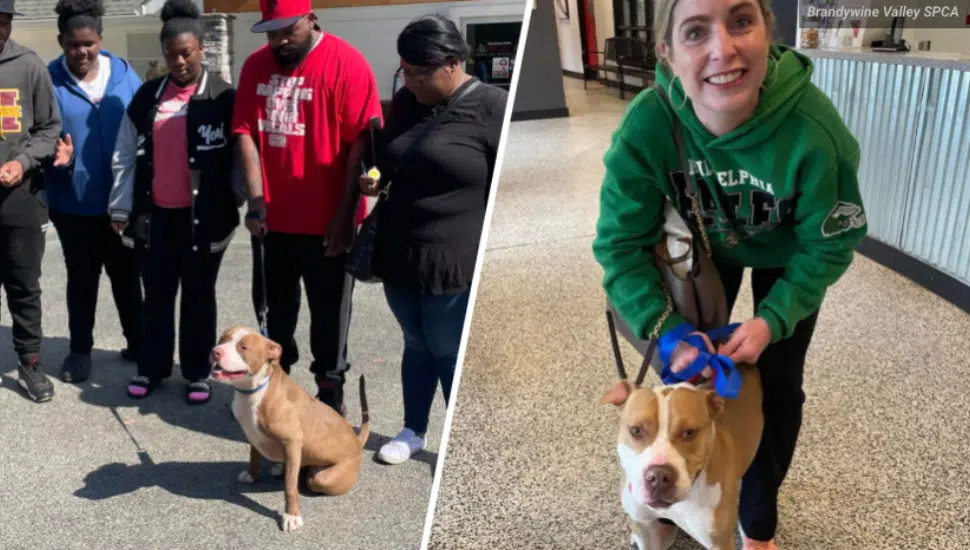 BVSPCA dogs