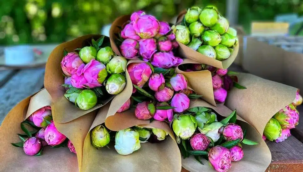 pink and green Styer’s Peonies