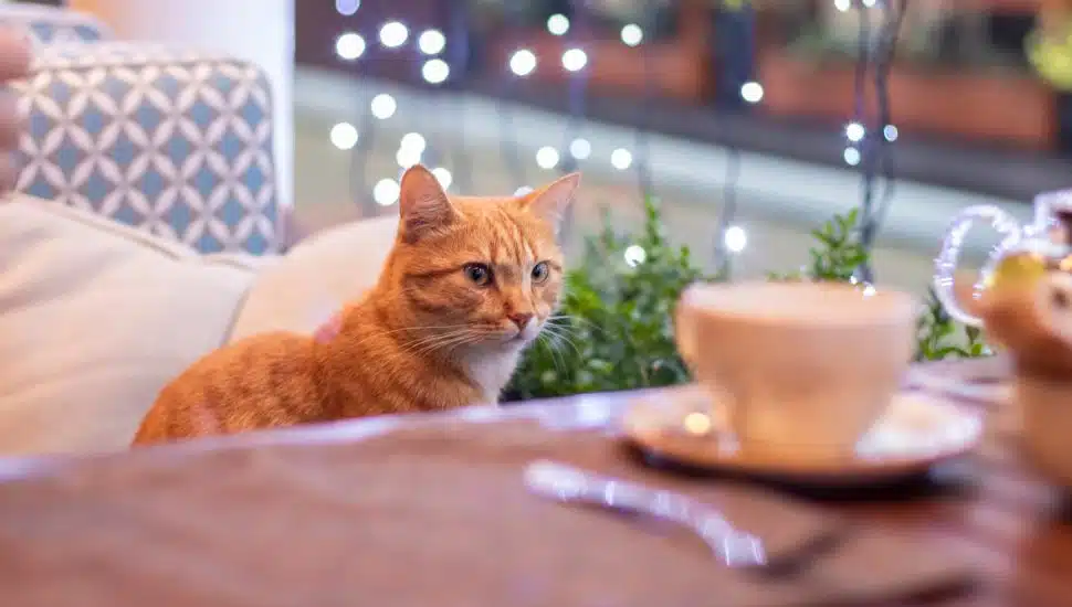New Cat Cafe Gets Its Claws in Spring City