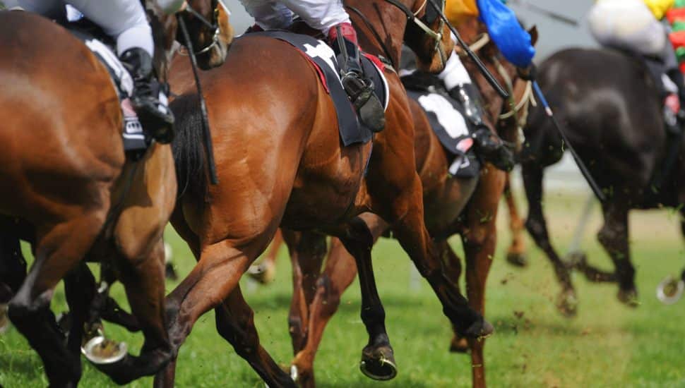A field of horses and jockeys during a race.