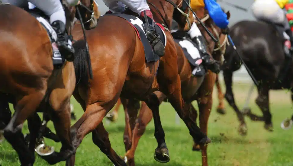 A field of horses and jockeys during a race.