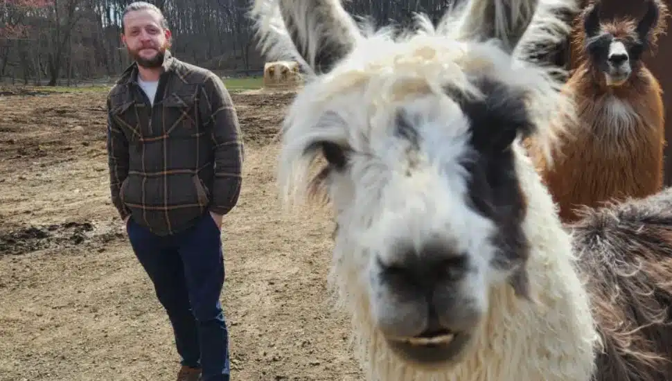 llamas on Scottish Stream Farm