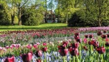 red and pink tulips blooming at longwood