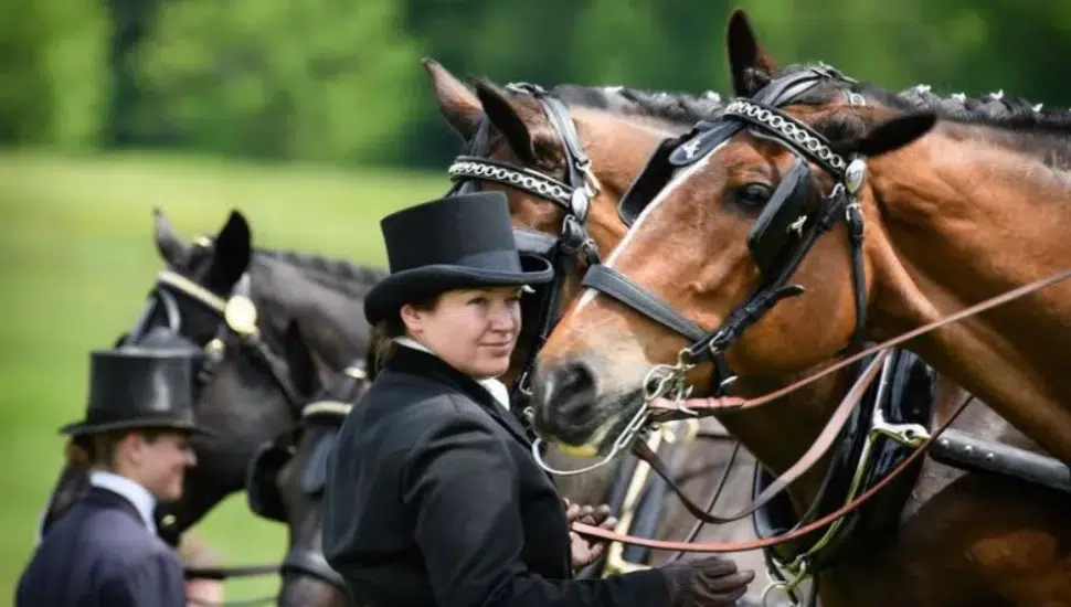 horses