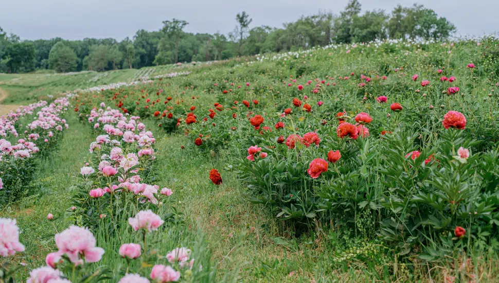 peonies