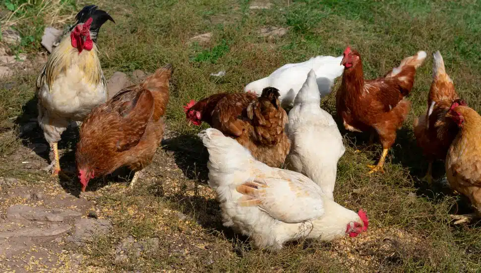 backyard chickens
