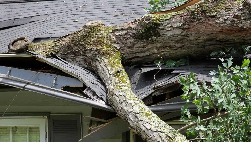 Storm felled oak tree falls on house ripping through its roof