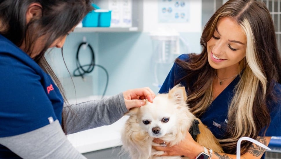 vets with dog