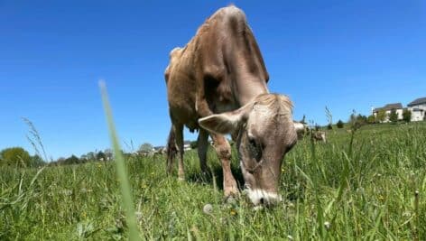 A Brown Swiss cow grazes on grass at Baily's Dairy of Pocopson Meadow Farm.