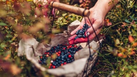 person forages berries to put in a basket