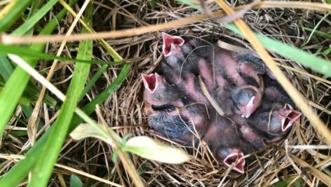 grassland birds in nest on ground