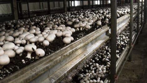 mushrooms in greenhouse