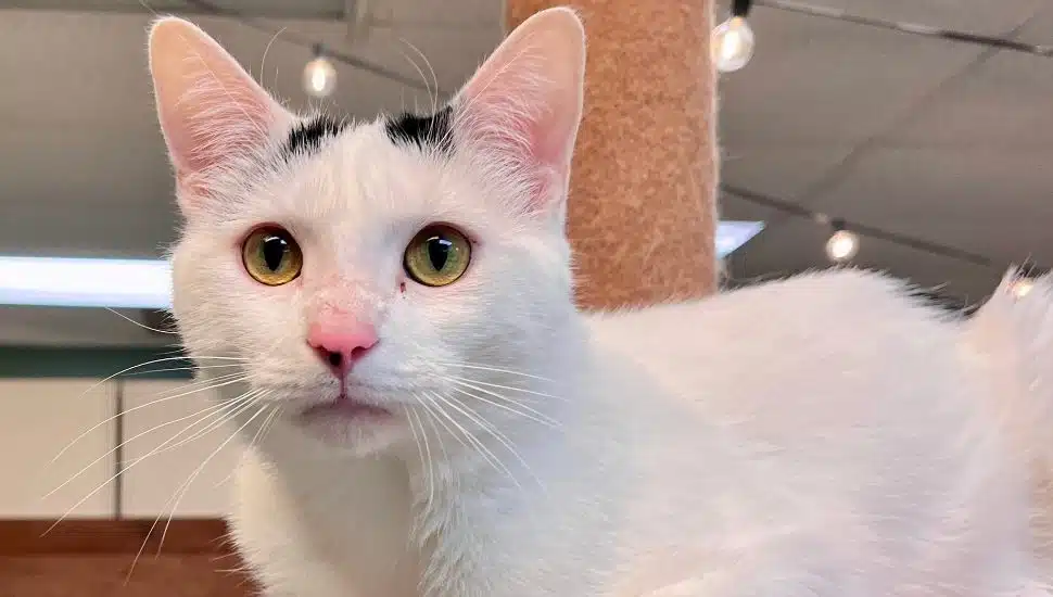 white kitty