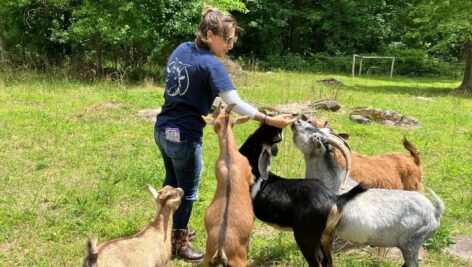 goats being fed