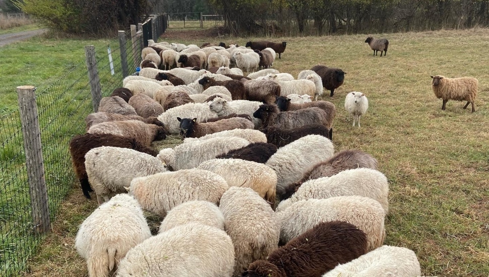 flock of sheep