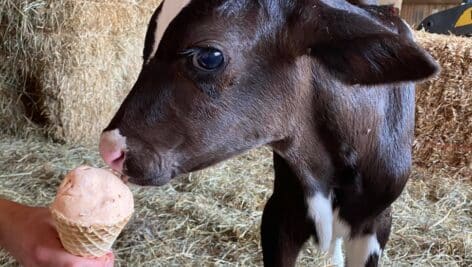 ice cream with baby cow