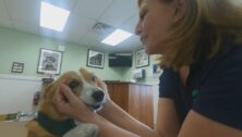 vet with corgi dog