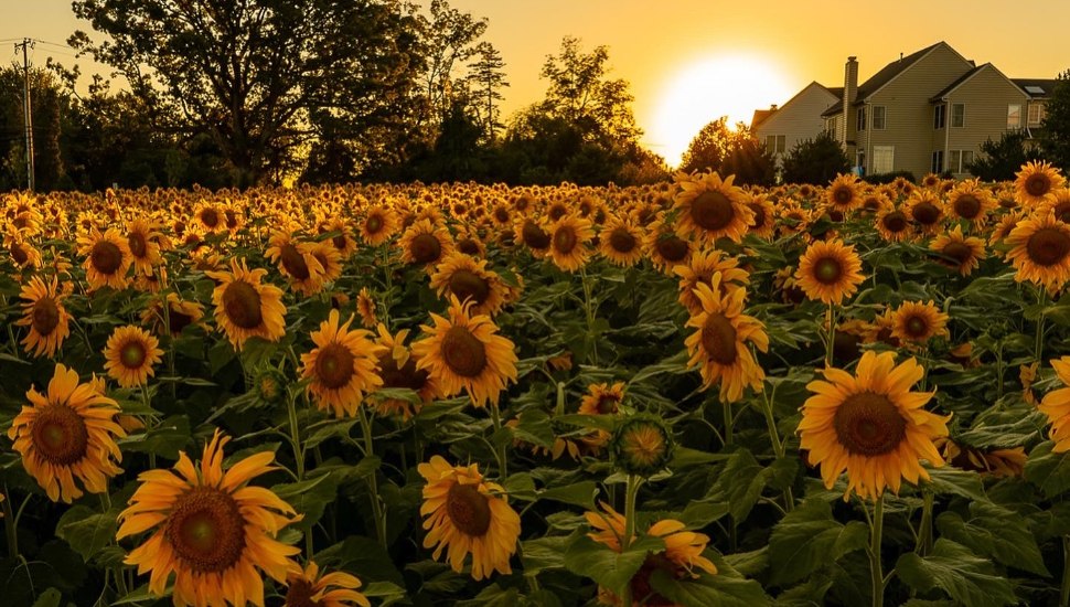 Gunther Sunflower Field