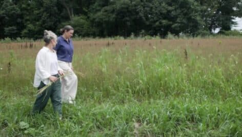 Heidi Barr, left, and WHYY's Susan Phillips, right, walking through flax plants in Chester County.