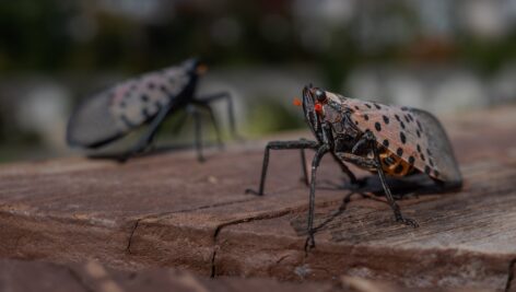 lanternflies