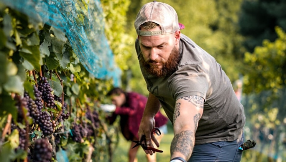 man picking grapes off vine at Wayvine