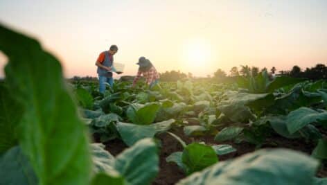 two people out in farm fields