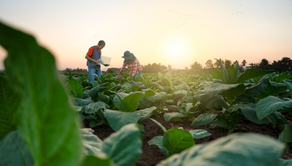 two people out in farm fields