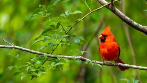 northern cardinal