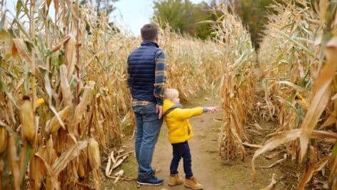 family in corn maze