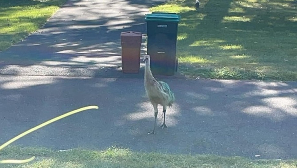 emu
