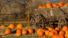 An old rustic cart filled with pumpkins on a fall day