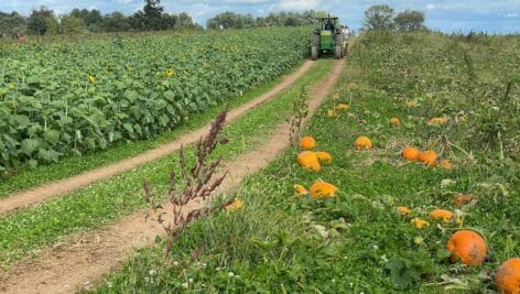 Olszanowski Farm pumpkins