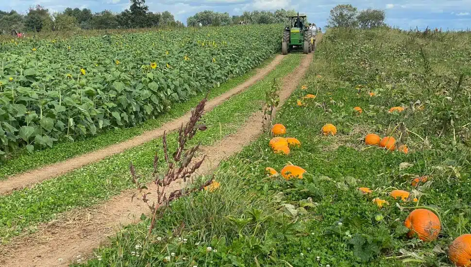 Two Local Pumpkin Patches to Visit this Fall to Pick Your Perfect Pumpkin