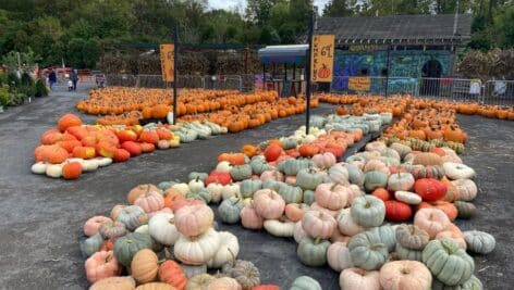 colonial gardens' pumpkins