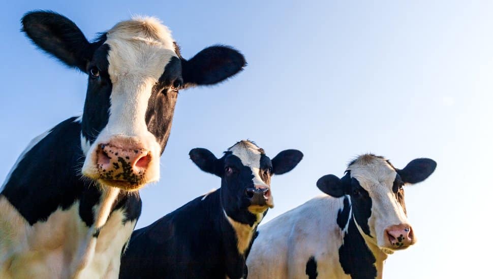 Holstein cows