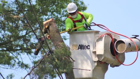 tree management