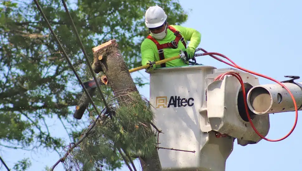 tree management
