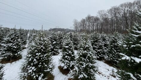 trees in snow at Clark's Christmas Tree Farm