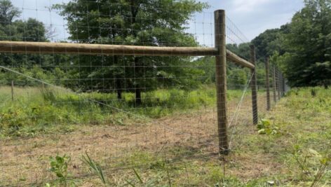 tall fence in nature preserve